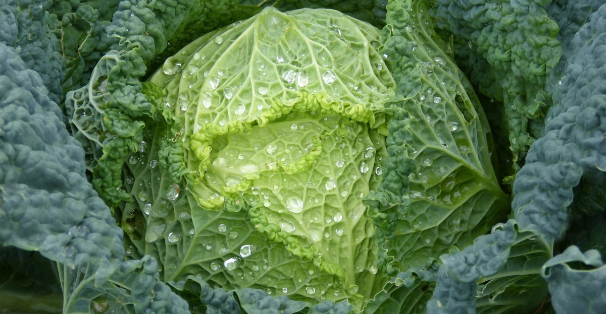 Cabbage with rainwater